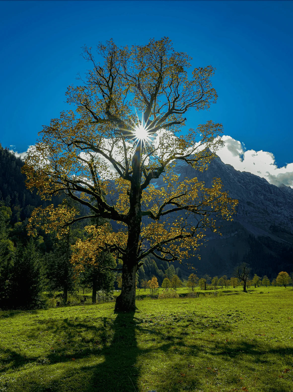 Tiptolls' lighting faithfully restores natural colors, creating lifelike visuals that enhance realism and clarity.